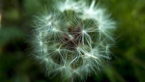 Preview wallpaper dandelion, fluff, seeds, flower