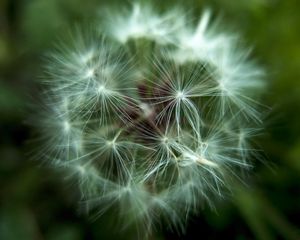 Preview wallpaper dandelion, fluff, seeds, flower