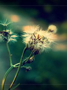 Preview wallpaper dandelion, fluff, seeds, plants, herbs