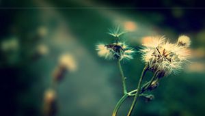 Preview wallpaper dandelion, fluff, seeds, plants, herbs