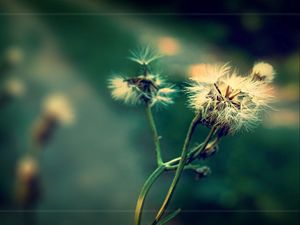 Preview wallpaper dandelion, fluff, seeds, plants, herbs