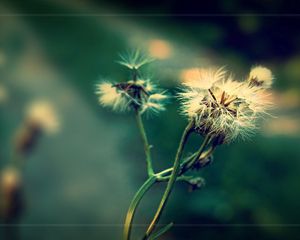 Preview wallpaper dandelion, fluff, seeds, plants, herbs