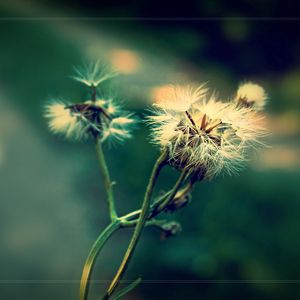 Preview wallpaper dandelion, fluff, seeds, plants, herbs