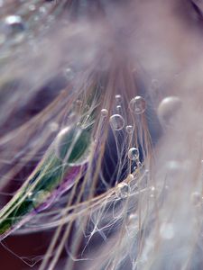 Preview wallpaper dandelion, fluff, seeds, light