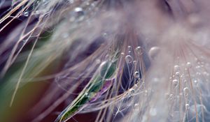 Preview wallpaper dandelion, fluff, seeds, light