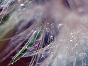 Preview wallpaper dandelion, fluff, seeds, light