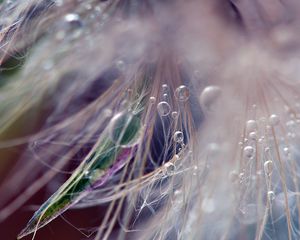 Preview wallpaper dandelion, fluff, seeds, light