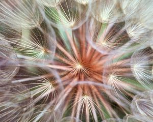 Preview wallpaper dandelion, fluff, seeds, flower