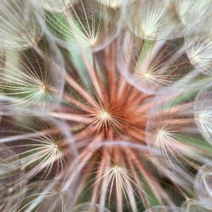 Preview wallpaper dandelion, fluff, seeds, flower