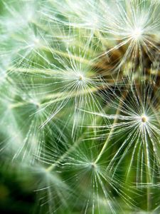 Preview wallpaper dandelion, fluff, seeds, plant