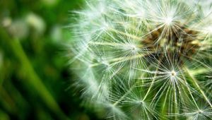 Preview wallpaper dandelion, fluff, seeds, plant