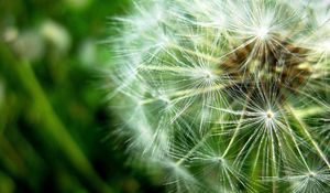 Preview wallpaper dandelion, fluff, seeds, plant