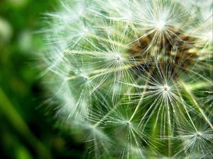 Preview wallpaper dandelion, fluff, seeds, plant