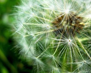 Preview wallpaper dandelion, fluff, seeds, plant