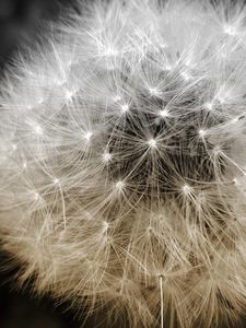 Preview wallpaper dandelion, fluff, seeds, plants, flower