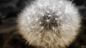 Preview wallpaper dandelion, fluff, seeds, plants, flower