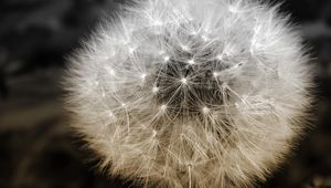 Preview wallpaper dandelion, fluff, seeds, plants, flower