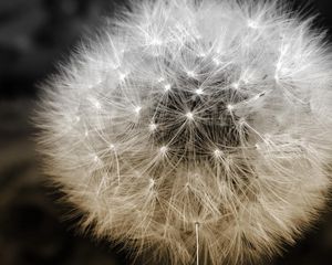 Preview wallpaper dandelion, fluff, seeds, plants, flower