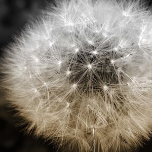 Preview wallpaper dandelion, fluff, seeds, plants, flower