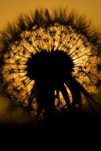 Preview wallpaper dandelion, fluff, silhouette, dark