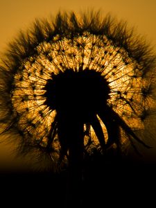 Preview wallpaper dandelion, fluff, silhouette, dark