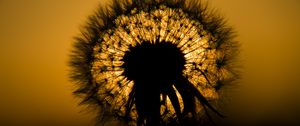 Preview wallpaper dandelion, fluff, silhouette, dark