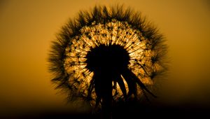 Preview wallpaper dandelion, fluff, silhouette, dark