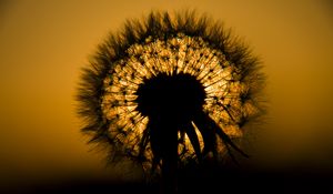 Preview wallpaper dandelion, fluff, silhouette, dark