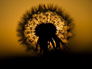 Preview wallpaper dandelion, fluff, silhouette, dark