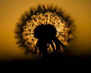 Preview wallpaper dandelion, fluff, silhouette, dark