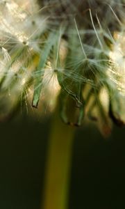 Preview wallpaper dandelion, fluff, stem, flower