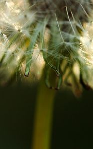 Preview wallpaper dandelion, fluff, stem, flower