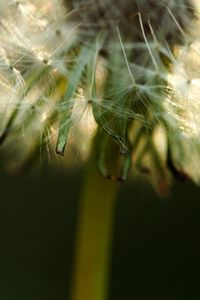 Preview wallpaper dandelion, fluff, stem, flower