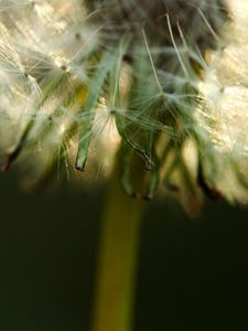 Preview wallpaper dandelion, fluff, stem, flower