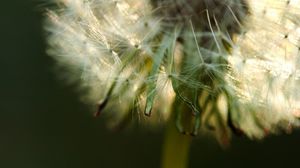 Preview wallpaper dandelion, fluff, stem, flower