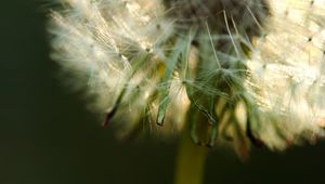 Preview wallpaper dandelion, fluff, stem, flower