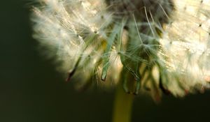 Preview wallpaper dandelion, fluff, stem, flower