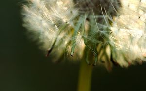 Preview wallpaper dandelion, fluff, stem, flower