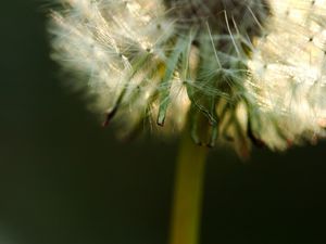 Preview wallpaper dandelion, fluff, stem, flower