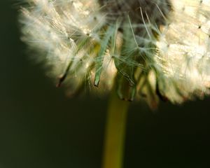 Preview wallpaper dandelion, fluff, stem, flower