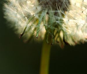 Preview wallpaper dandelion, fluff, stem, flower