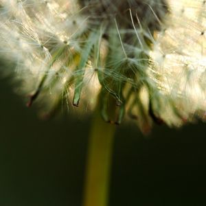 Preview wallpaper dandelion, fluff, stem, flower