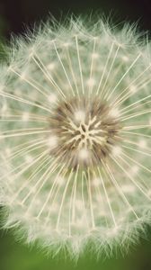 Preview wallpaper dandelion, fluff, white, green, seeds, flowers