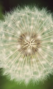 Preview wallpaper dandelion, fluff, white, green, seeds, flowers