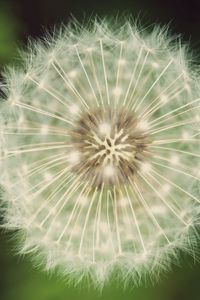 Preview wallpaper dandelion, fluff, white, green, seeds, flowers