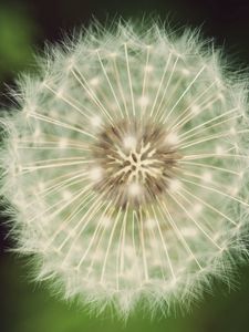 Preview wallpaper dandelion, fluff, white, green, seeds, flowers