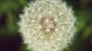 Preview wallpaper dandelion, fluff, white, green, seeds, flowers