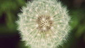 Preview wallpaper dandelion, fluff, white, green, seeds, flowers