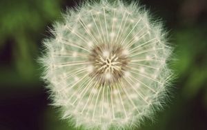 Preview wallpaper dandelion, fluff, white, green, seeds, flowers