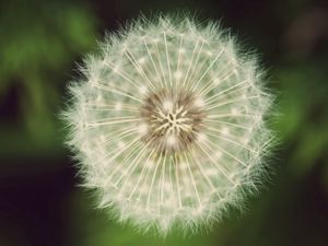 Preview wallpaper dandelion, fluff, white, green, seeds, flowers